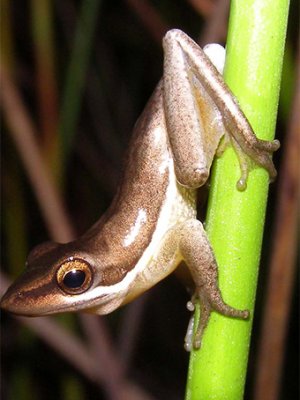 A male Wallum sedgefrog. Photo by Ed Meyer A male Wallum sedgefrog. Photo by Ed Meyer